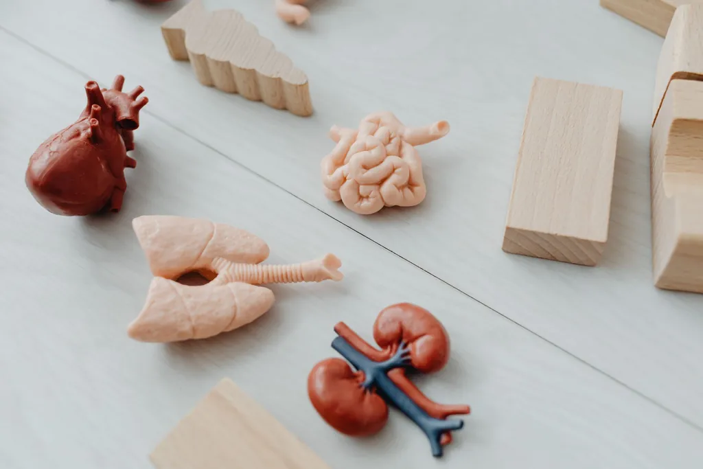 Anatomical models of a kidney pair, heart and other organs on a table
